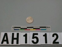 藏品(貝珠)的圖片